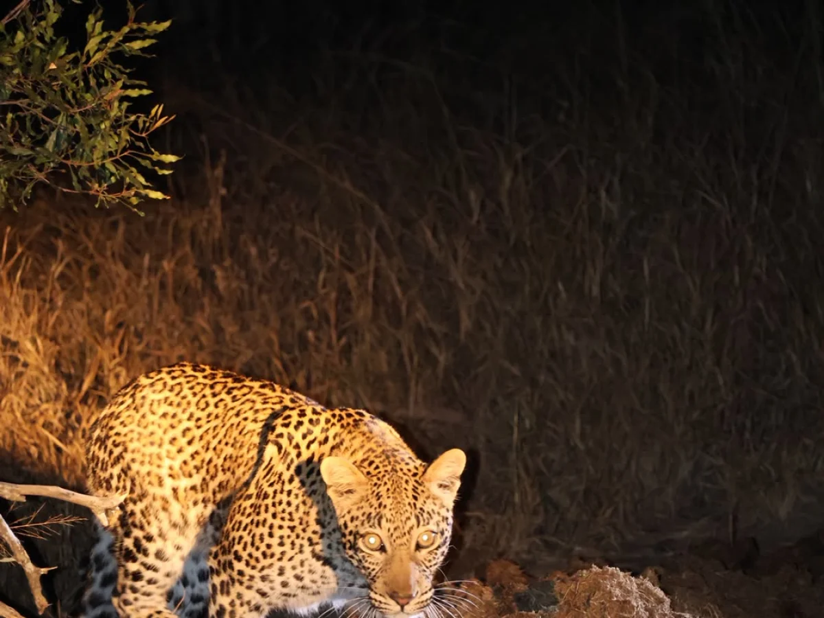 Transfers and Kruger tours