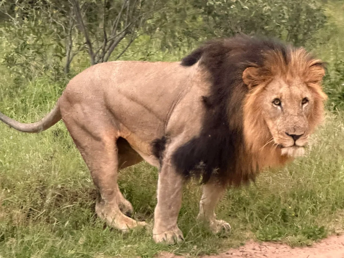 Safaris and transfers