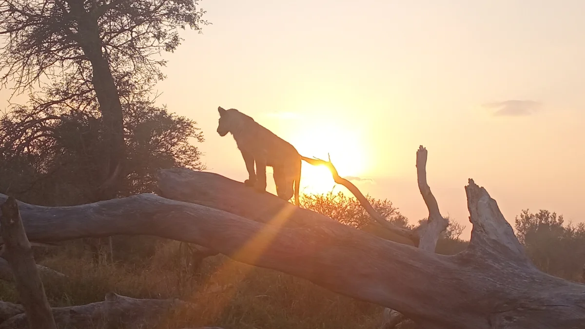 Kruger National Park safari landscape